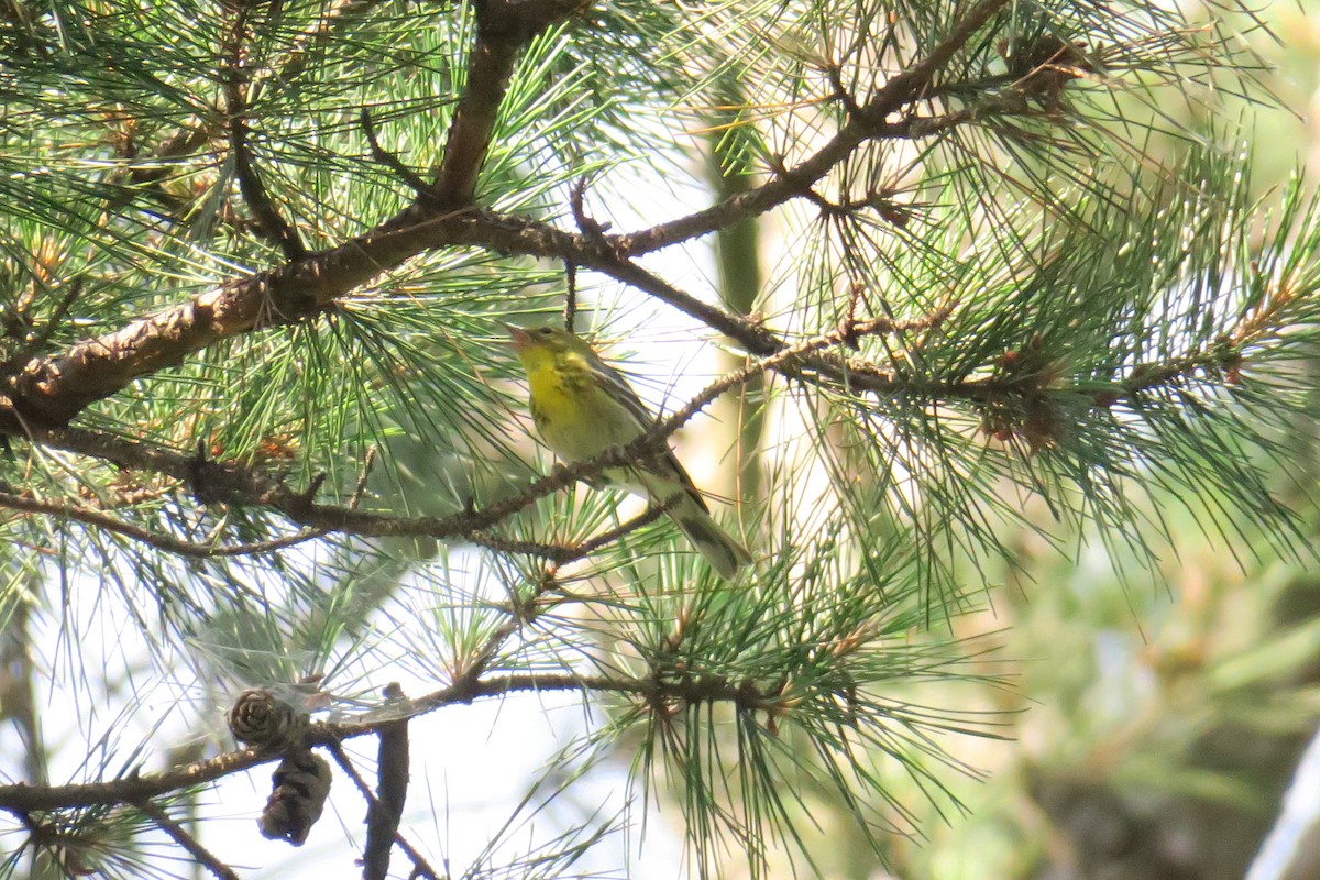 Pine Warbler - ML165231311