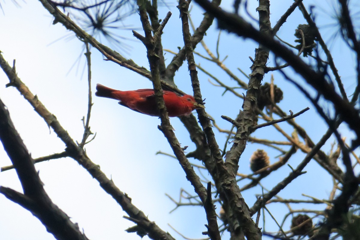 Summer Tanager - ML165231321