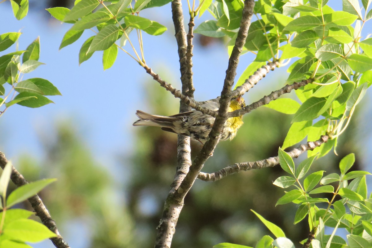 Pine Warbler - ML165231331