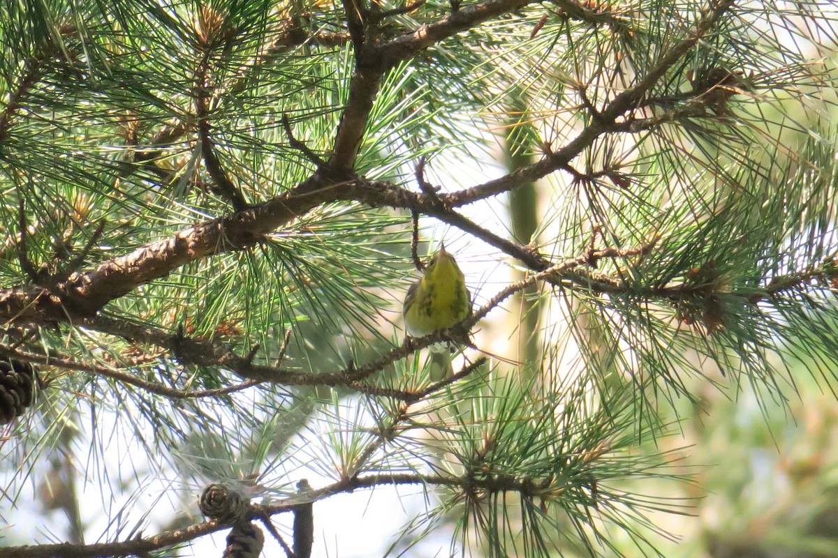 Pine Warbler - ML165231351