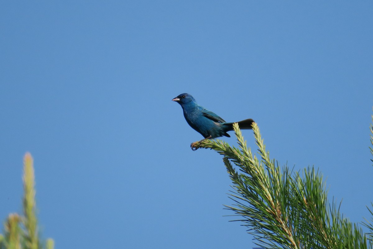 Indigo Bunting - ML165231381