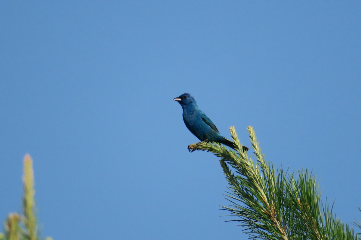 Indigo Bunting - ML165231391