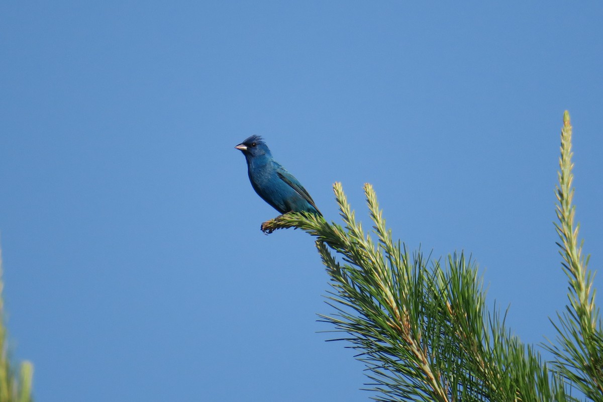 Indigo Bunting - ML165231401