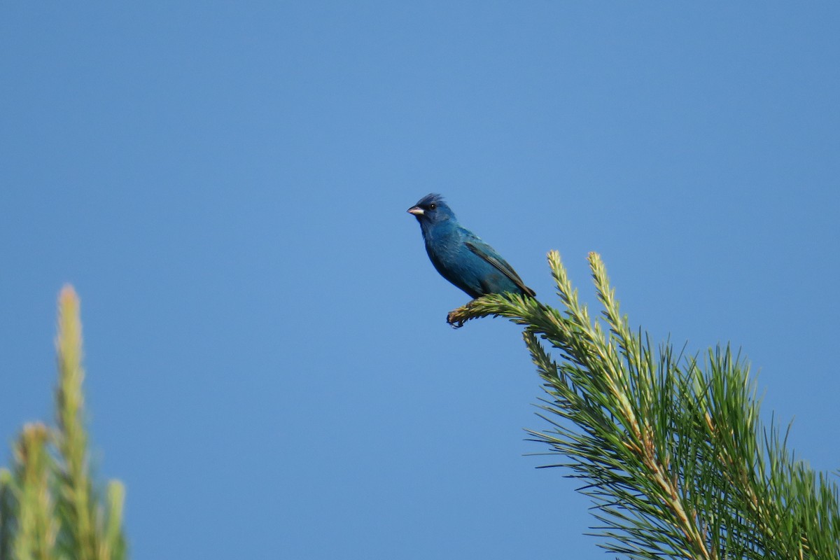 Indigo Bunting - ML165231411