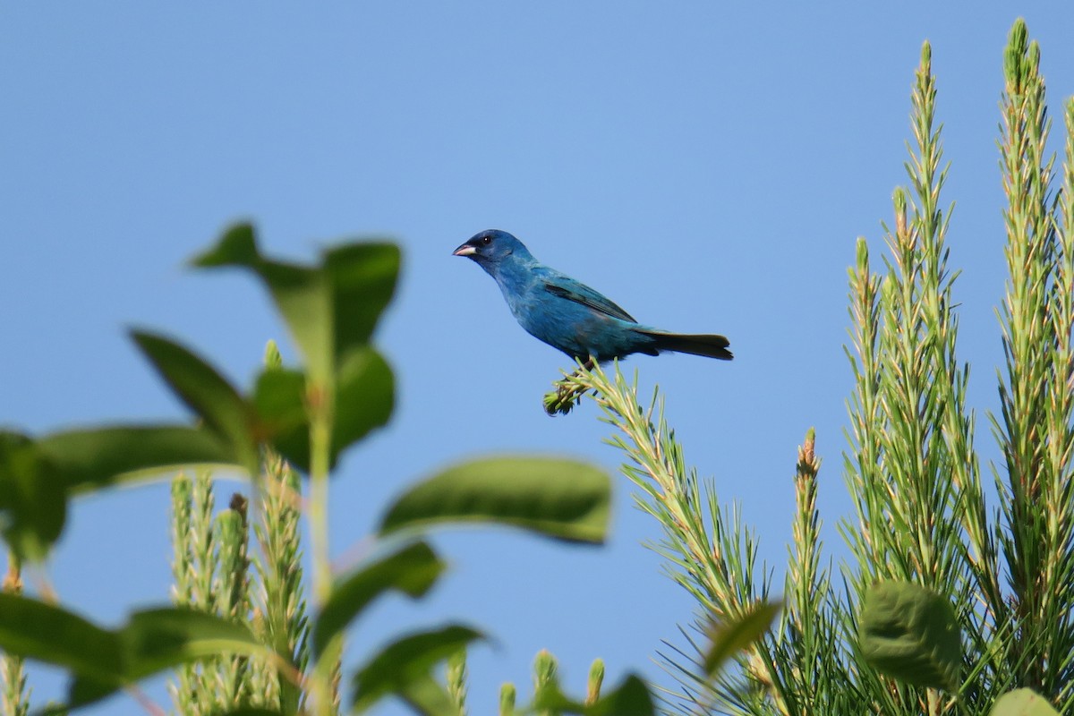 Indigo Bunting - ML165231441