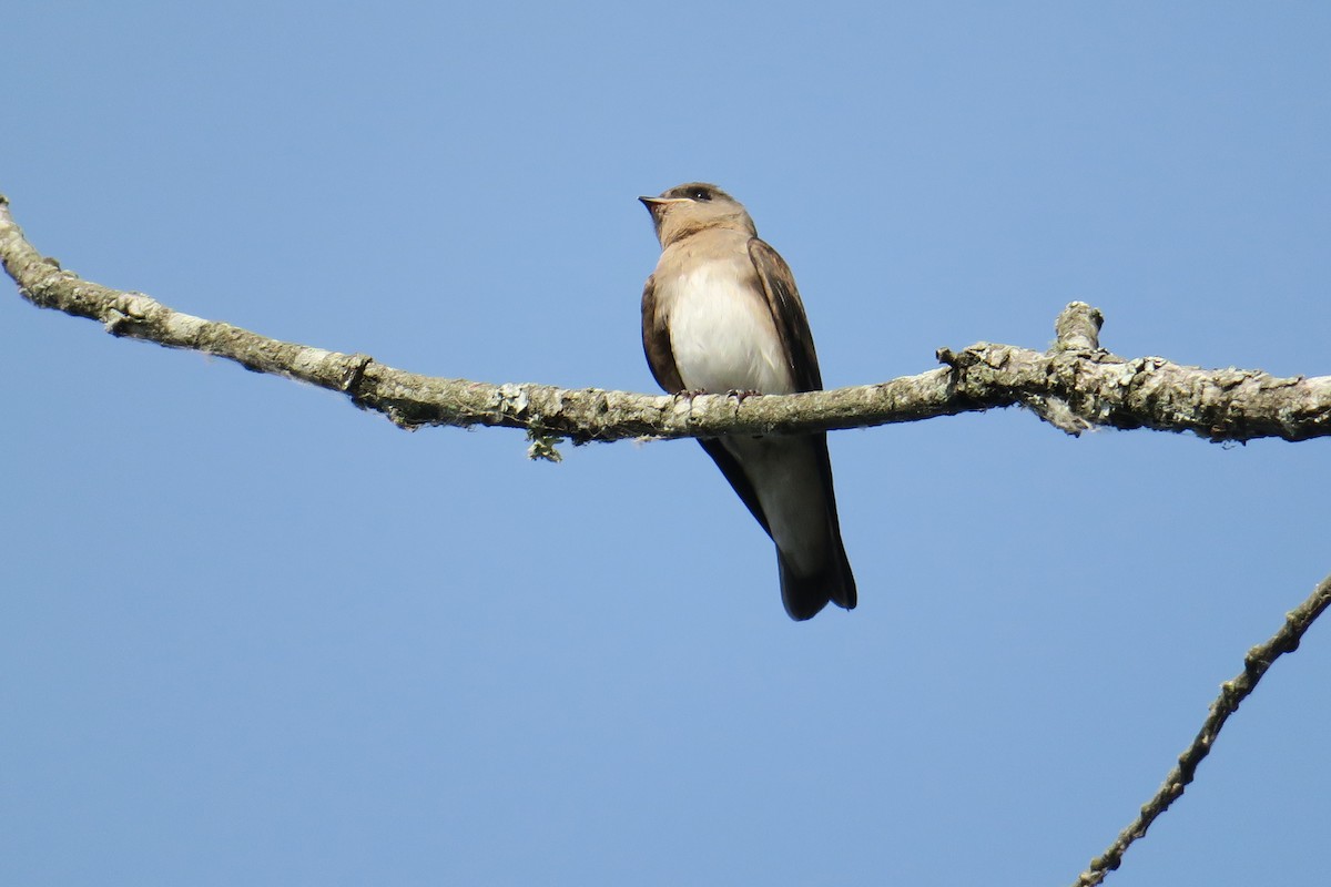 Northern Rough-winged Swallow - ML165231531