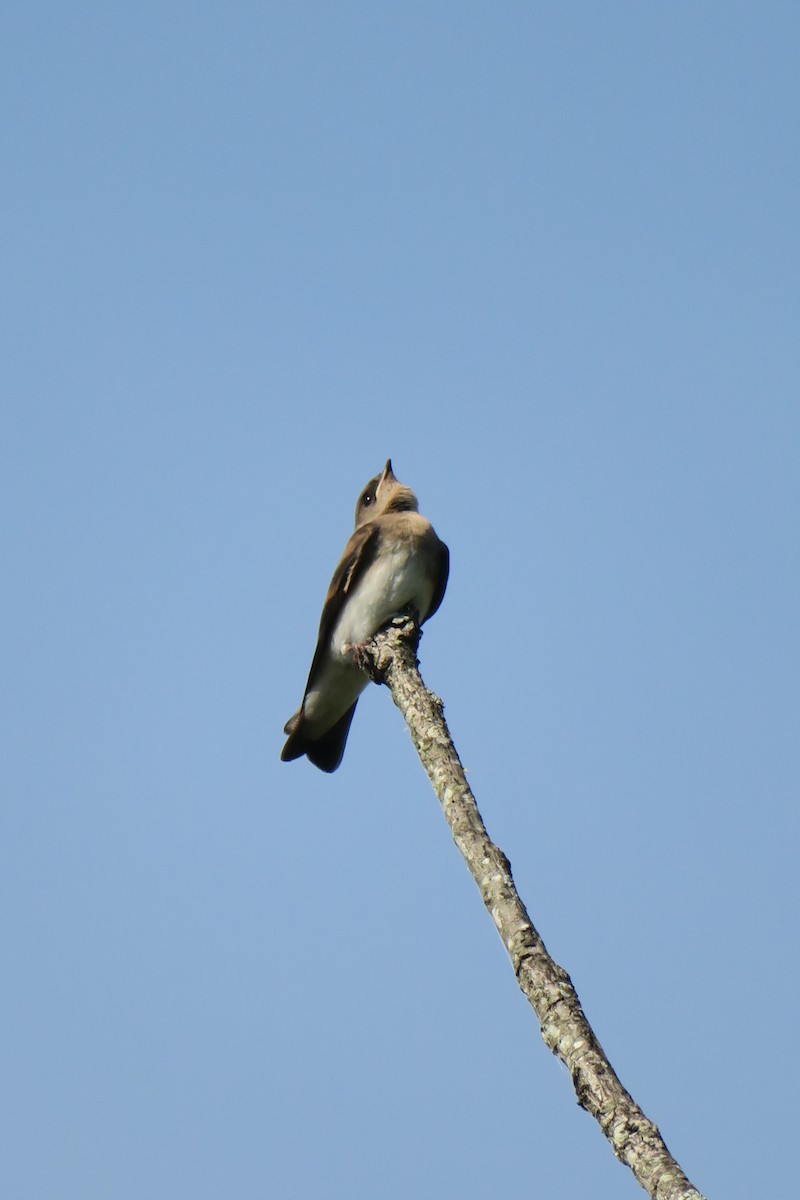 Northern Rough-winged Swallow - ML165231541
