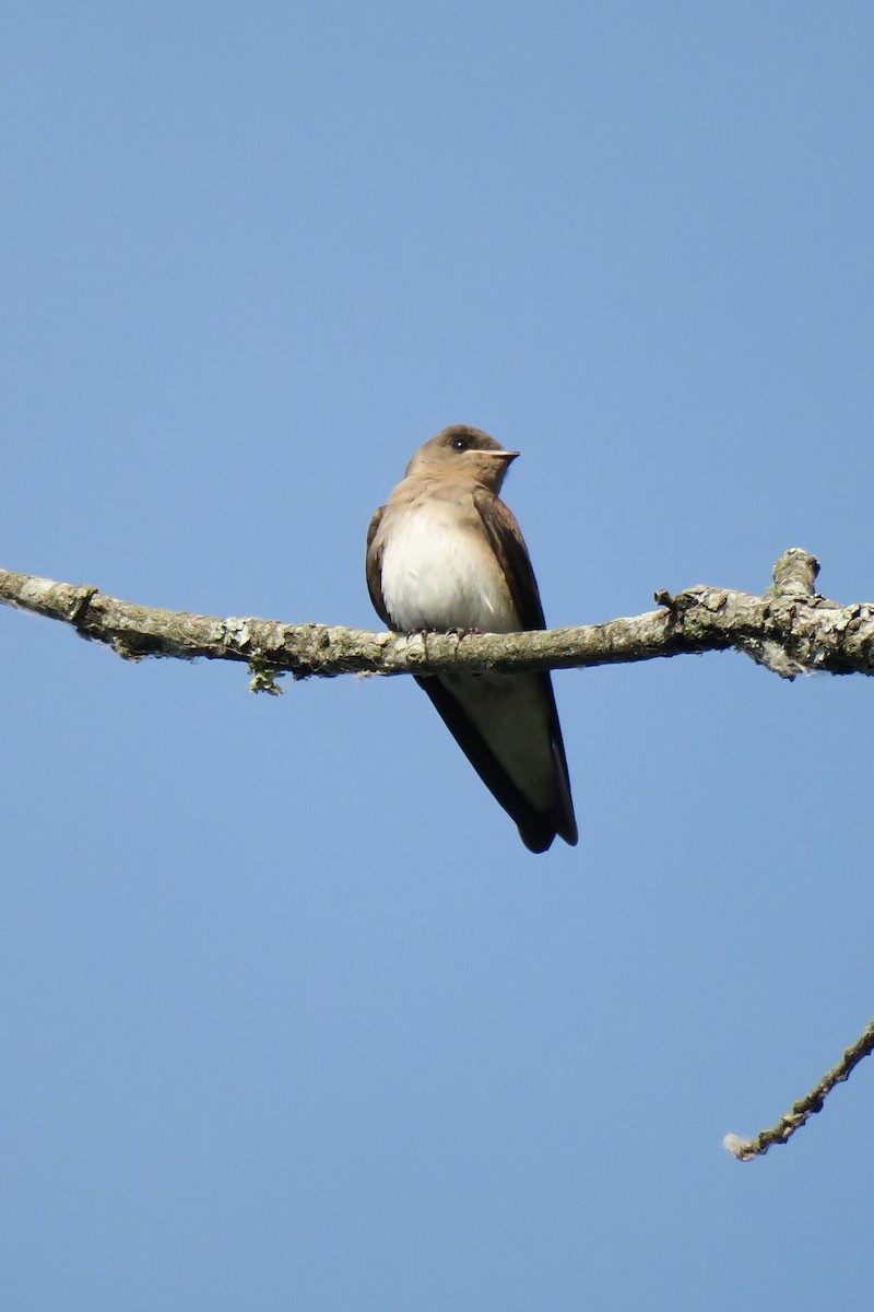 Northern Rough-winged Swallow - ML165231571