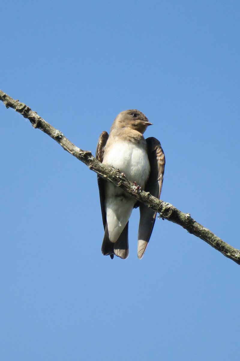 Northern Rough-winged Swallow - ML165231581