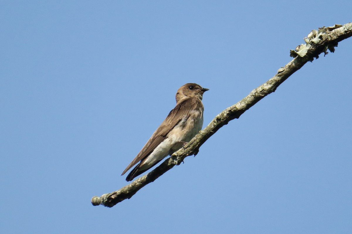 Northern Rough-winged Swallow - ML165231591