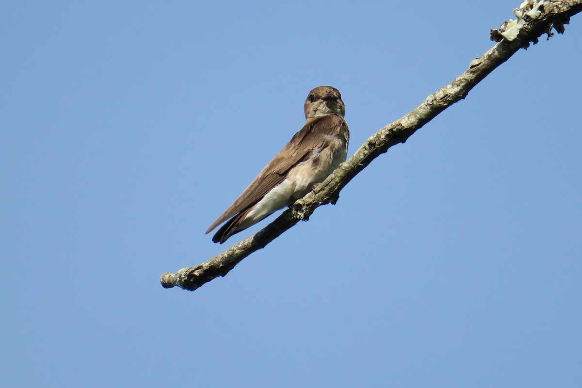Northern Rough-winged Swallow - ML165231601