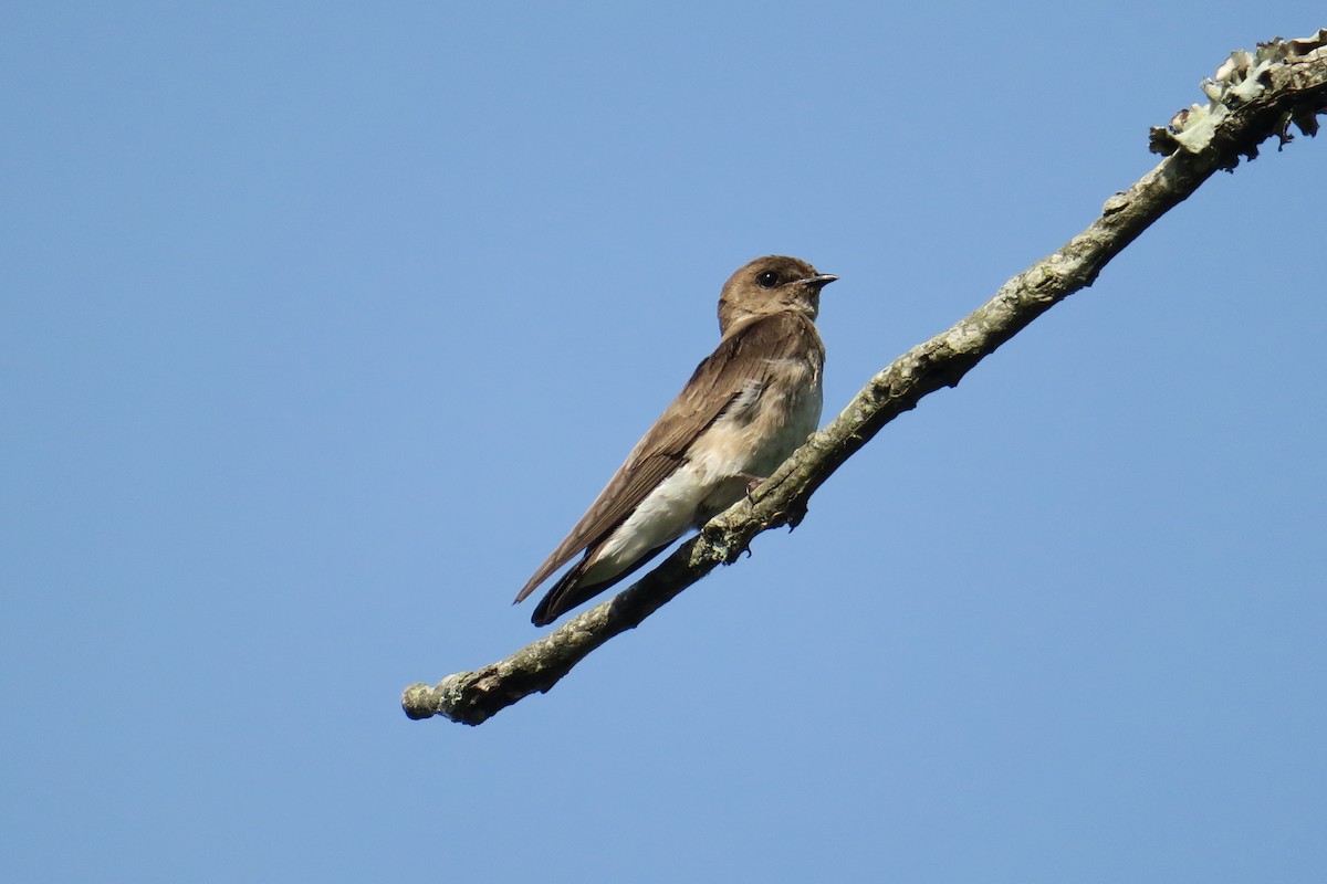 Northern Rough-winged Swallow - ML165231611