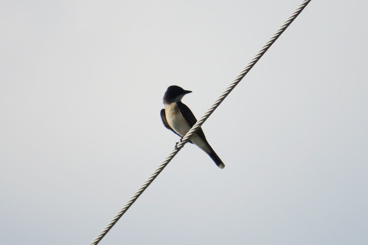 Eastern Kingbird - ML165231621
