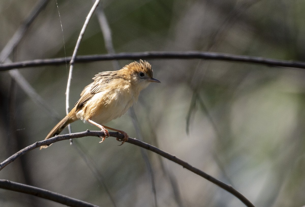 Golden-headed Cisticola - ML165231991