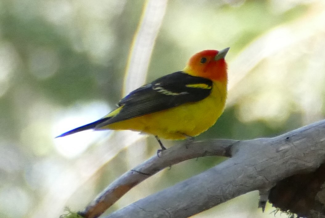 Western Tanager - ML165234601