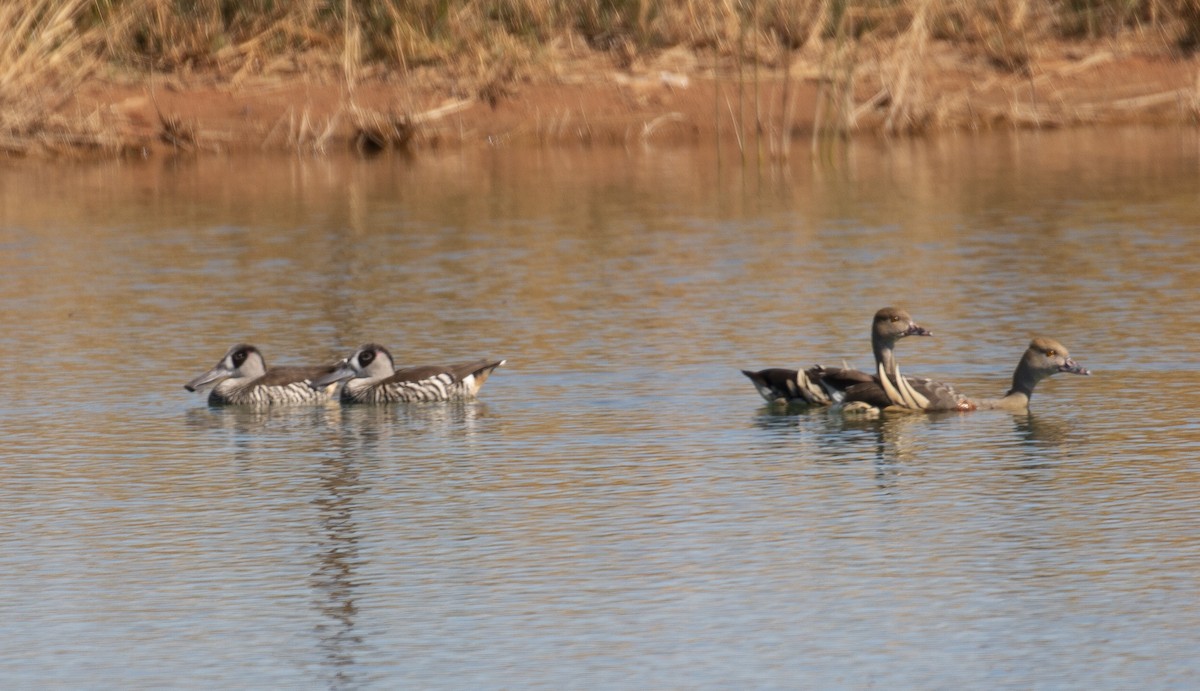 Pink-eared Duck - Alec Hopping