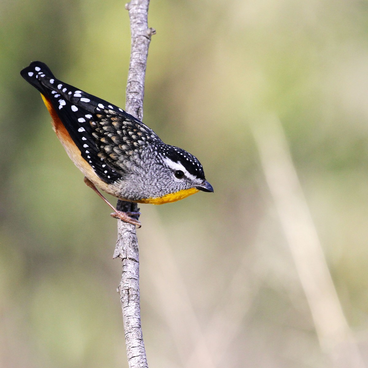 Spotted Pardalote - ML165238011