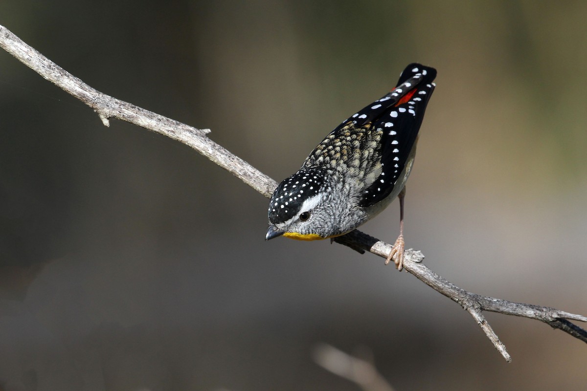 Spotted Pardalote - ML165238051