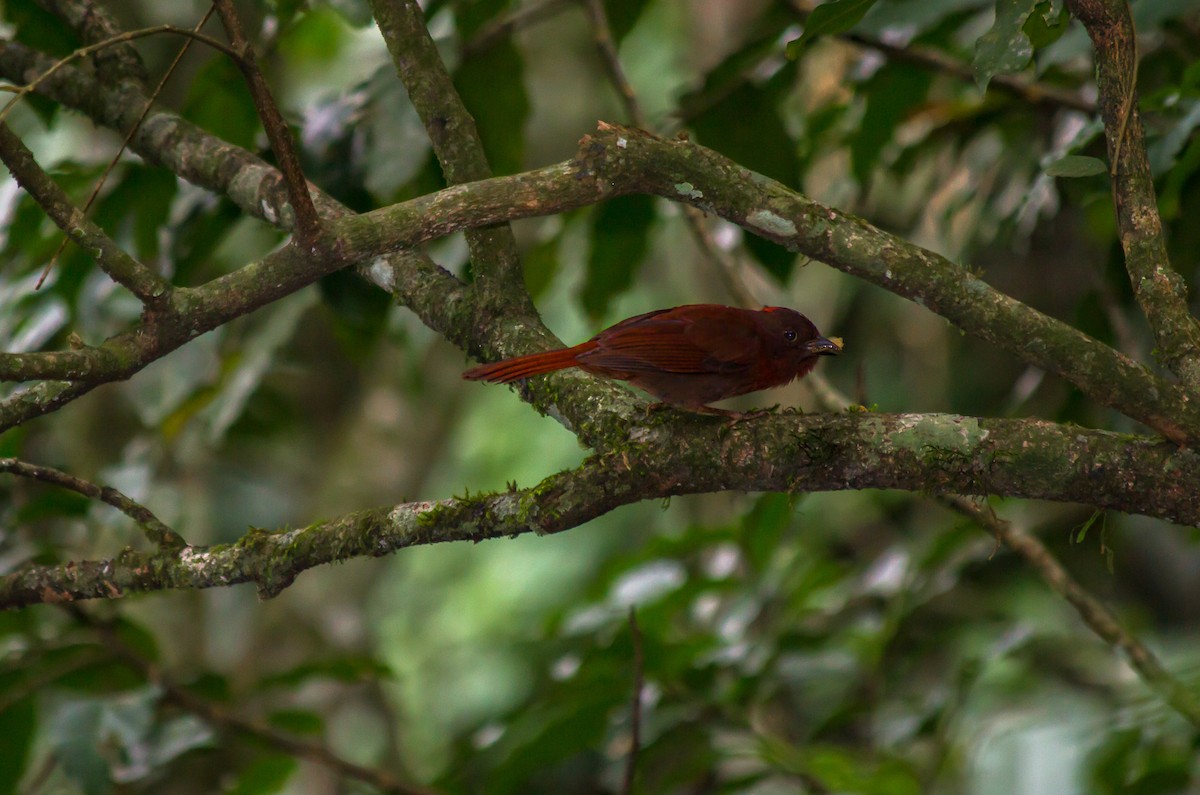 Red-crowned Ant-Tanager (Red) - ML165238911