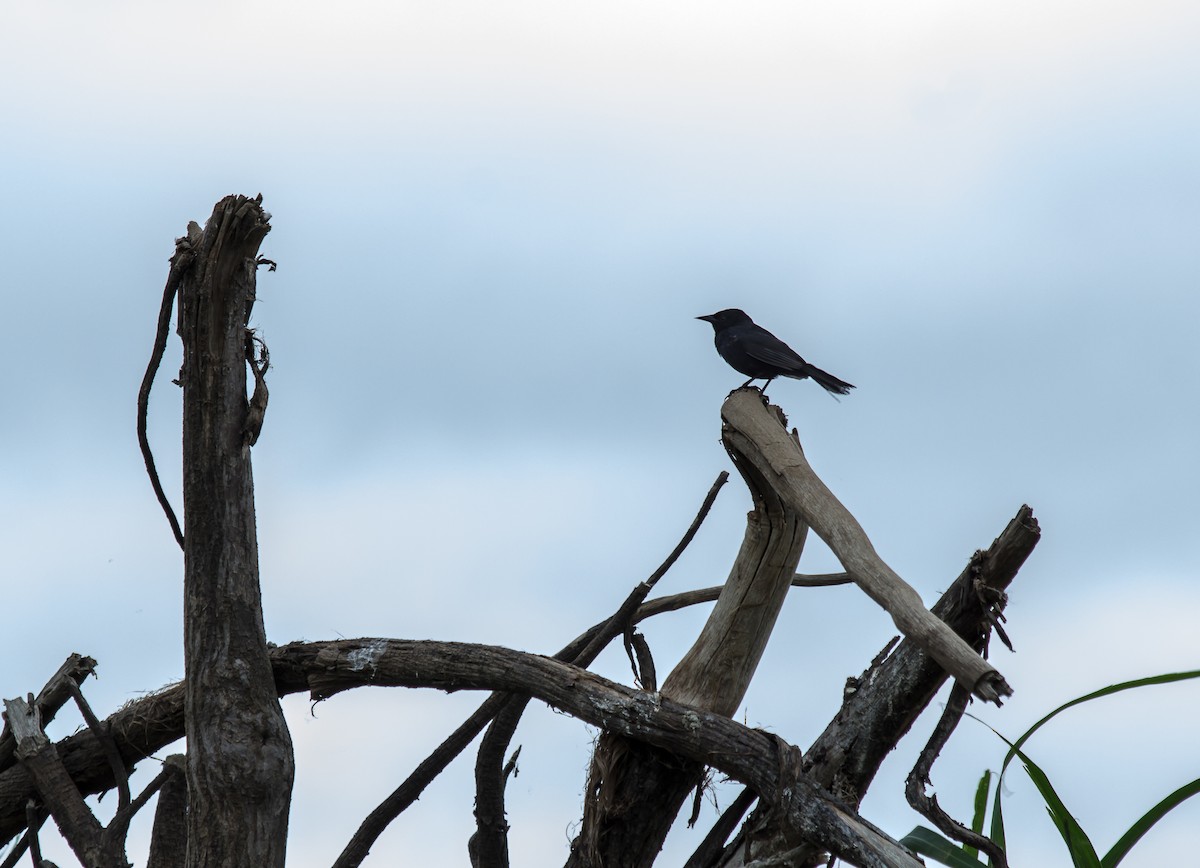 Unicolored Blackbird - ML165239251