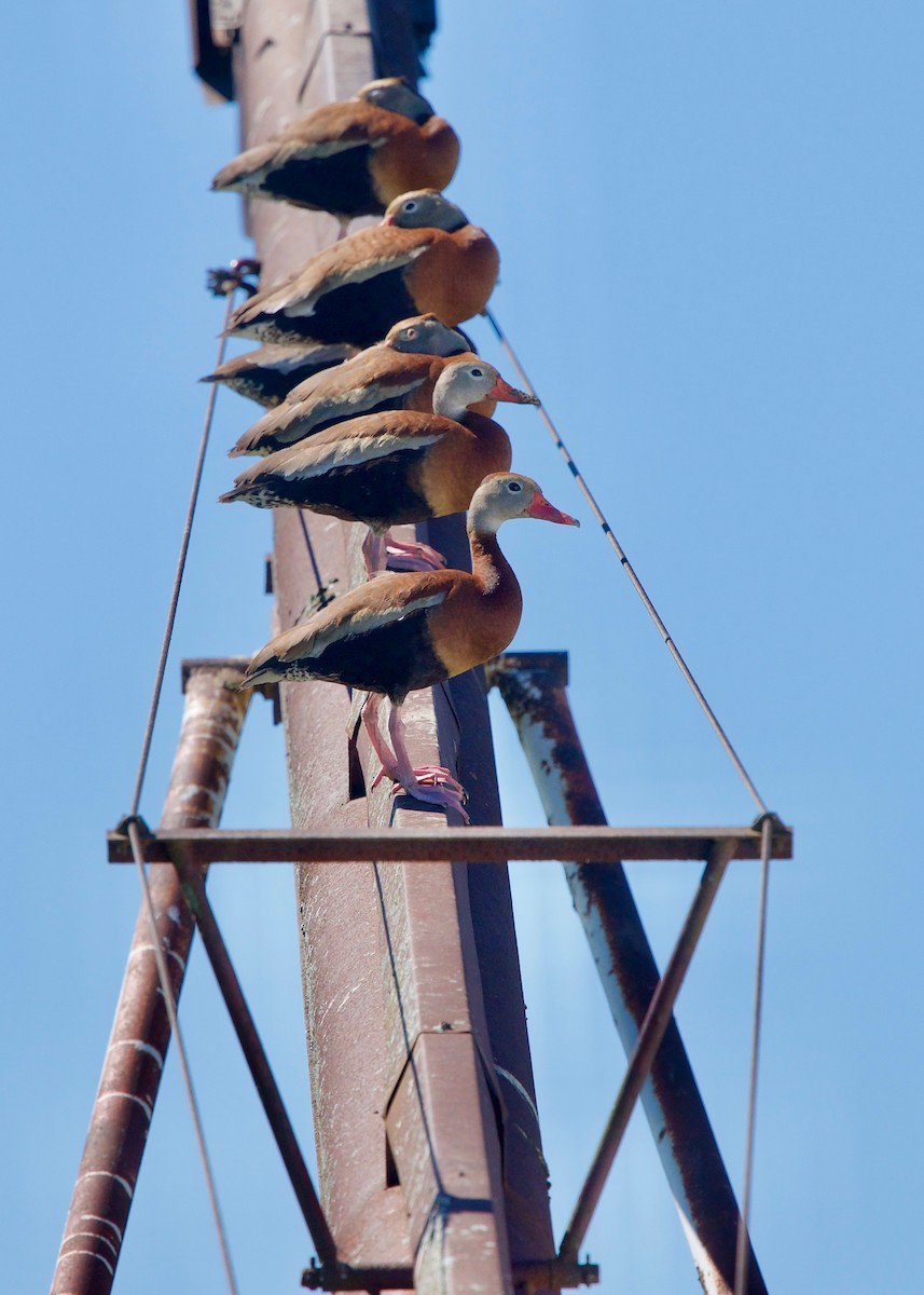 Black-bellied Whistling-Duck - ML165240151