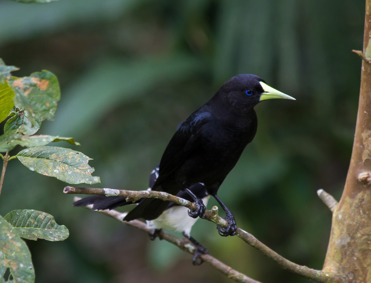 Red-rumped Cacique - ML165240731