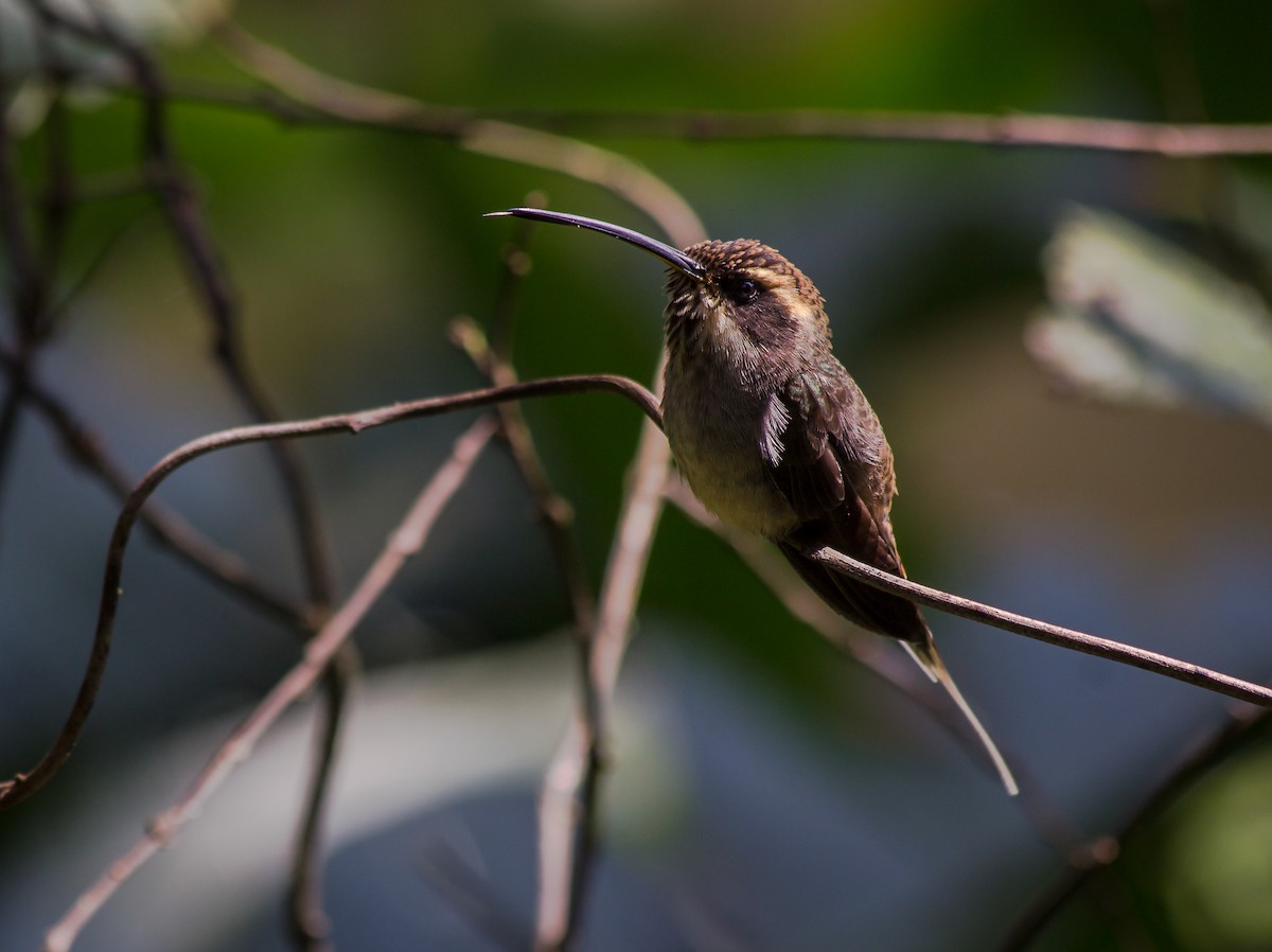 Scale-throated Hermit - ML165240791