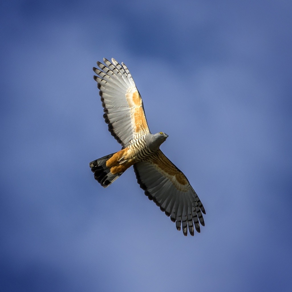 Pacific Baza - ML165241811