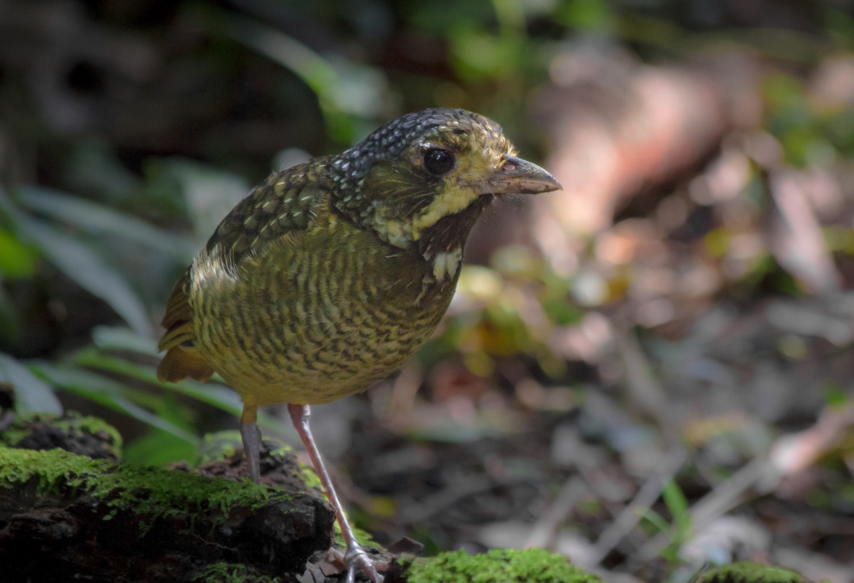 Variegated Antpitta - ML165241901