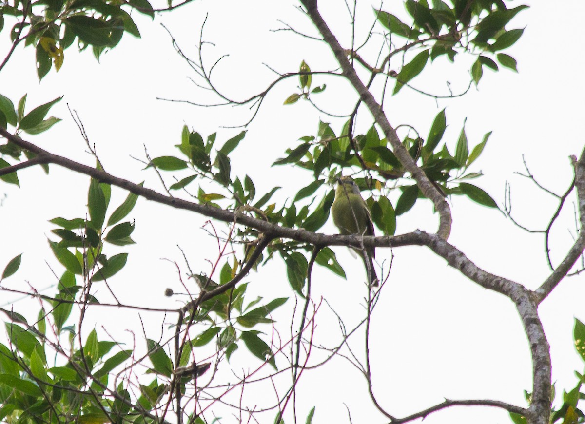 Wing-barred Piprites - André  Zambolli