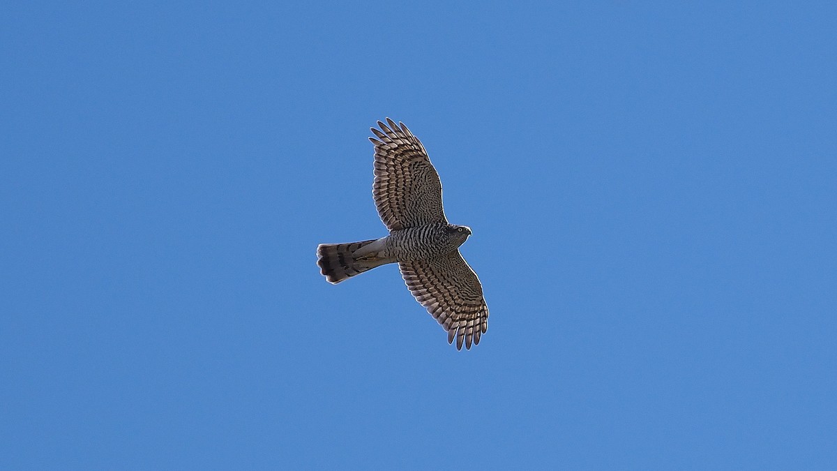 Eurasian Sparrowhawk - ML165244891