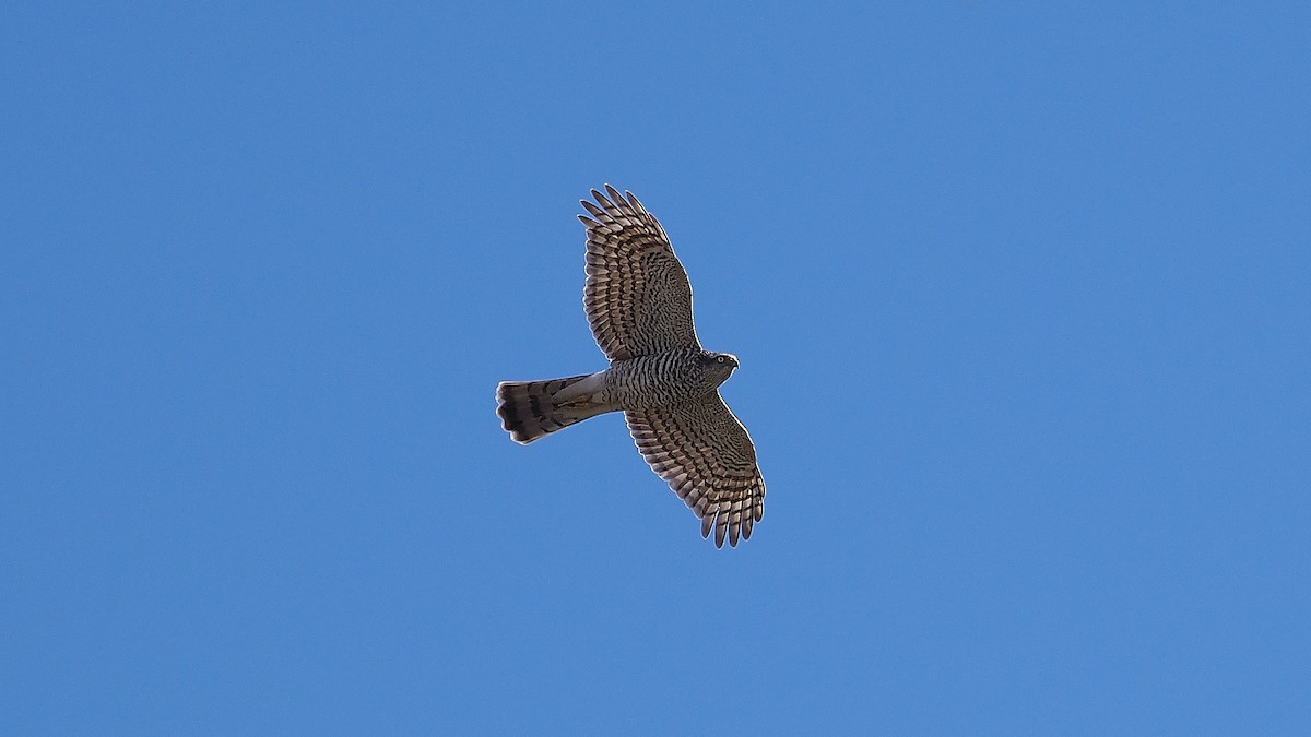 Eurasian Sparrowhawk - ML165244891