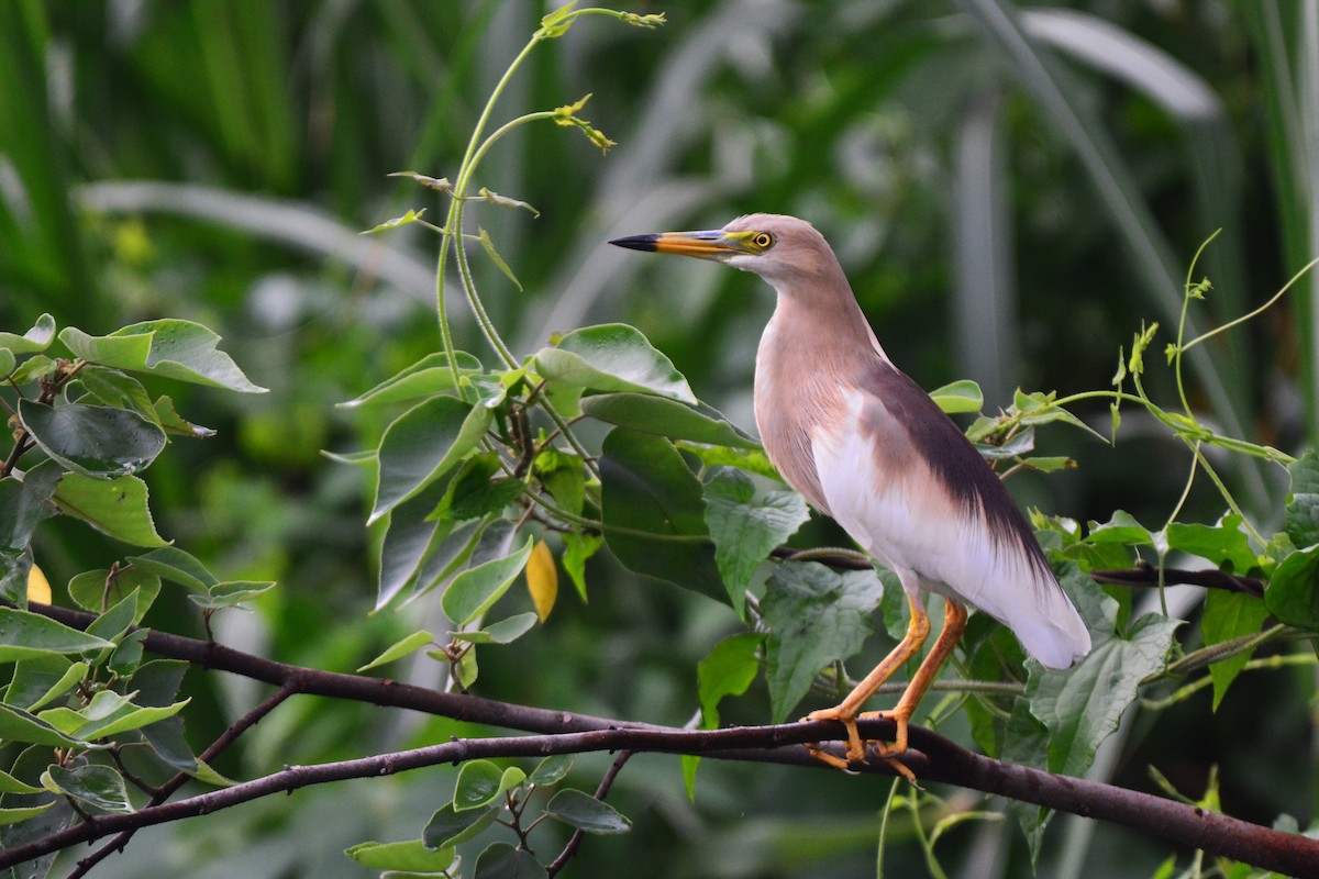 Indian Pond-Heron - ML165245851