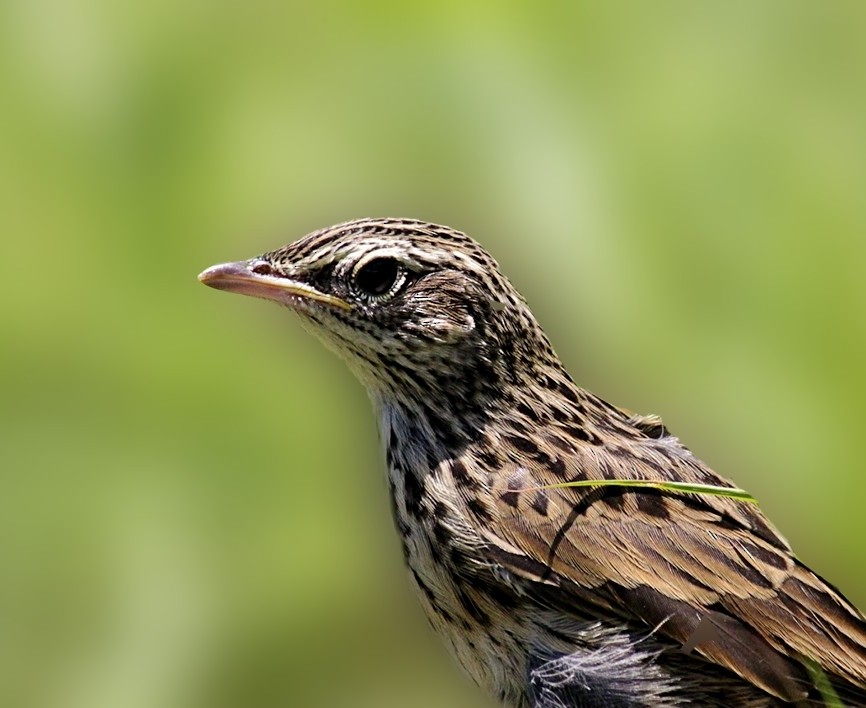 Upland Pipit - ML165246321