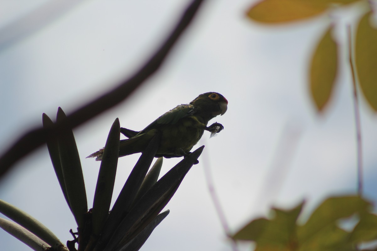 Orange-fronted Parakeet - ML165246691