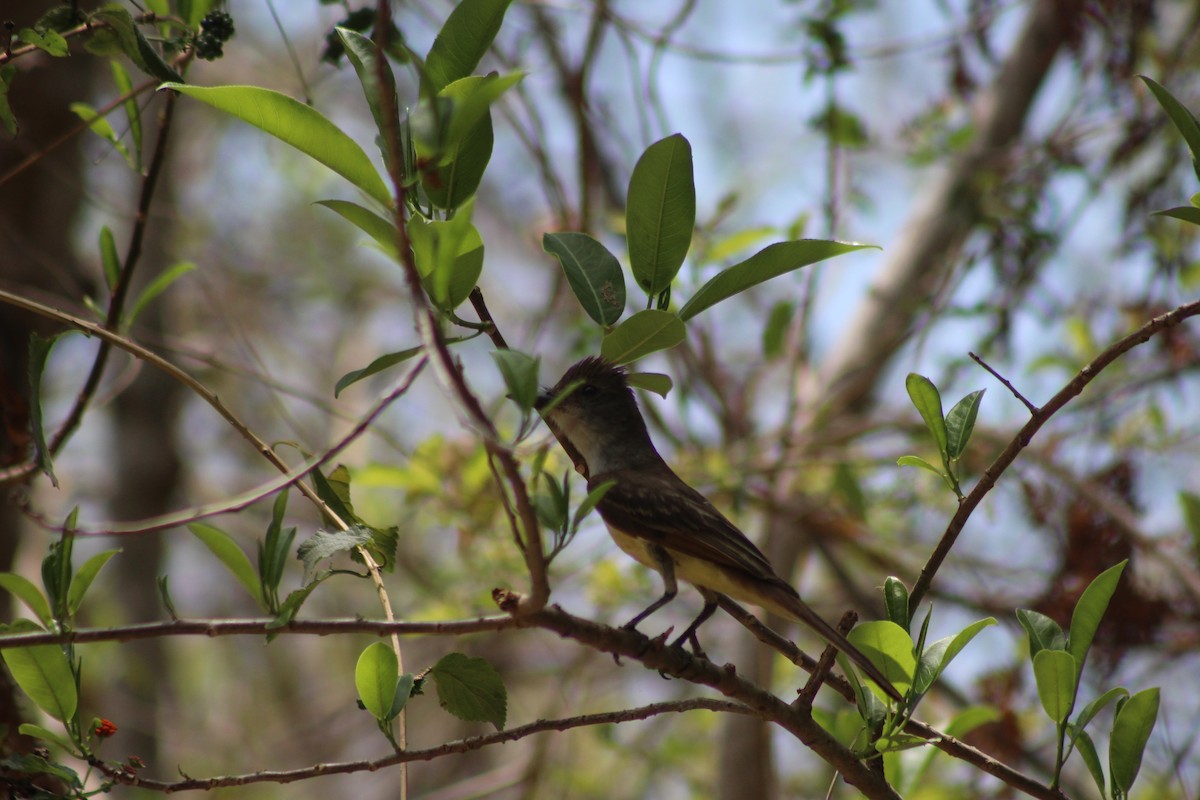 Brown-crested Flycatcher - ML165246831