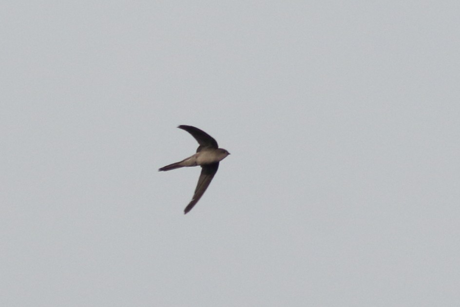 Asian Palm Swift - ML165247001