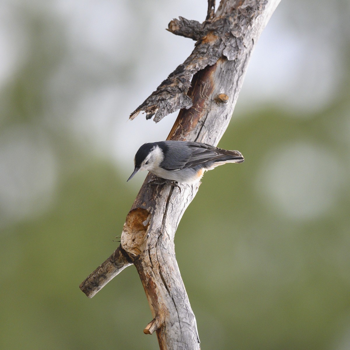 White-breasted Nuthatch - ML165247171
