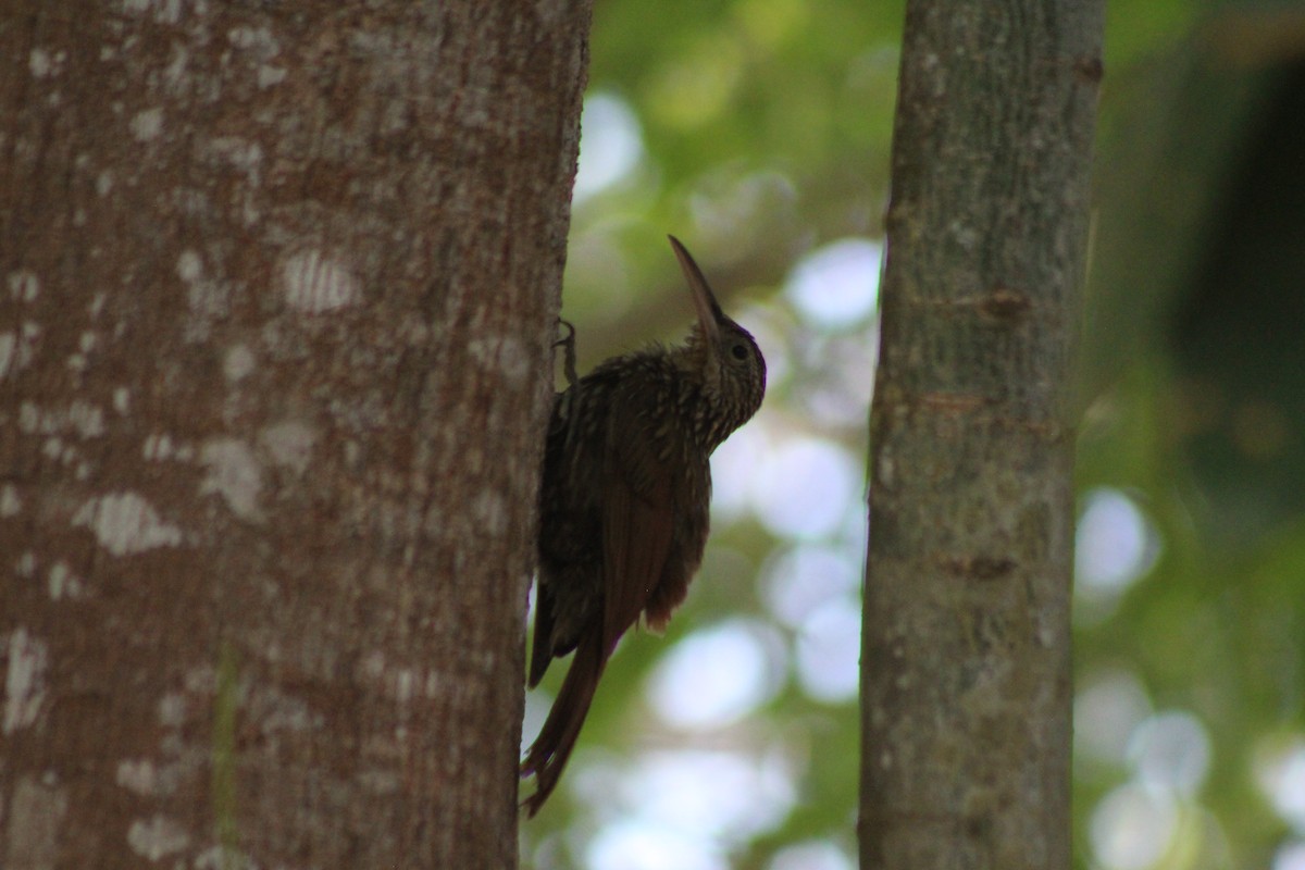 Ivory-billed Woodcreeper - ML165247811