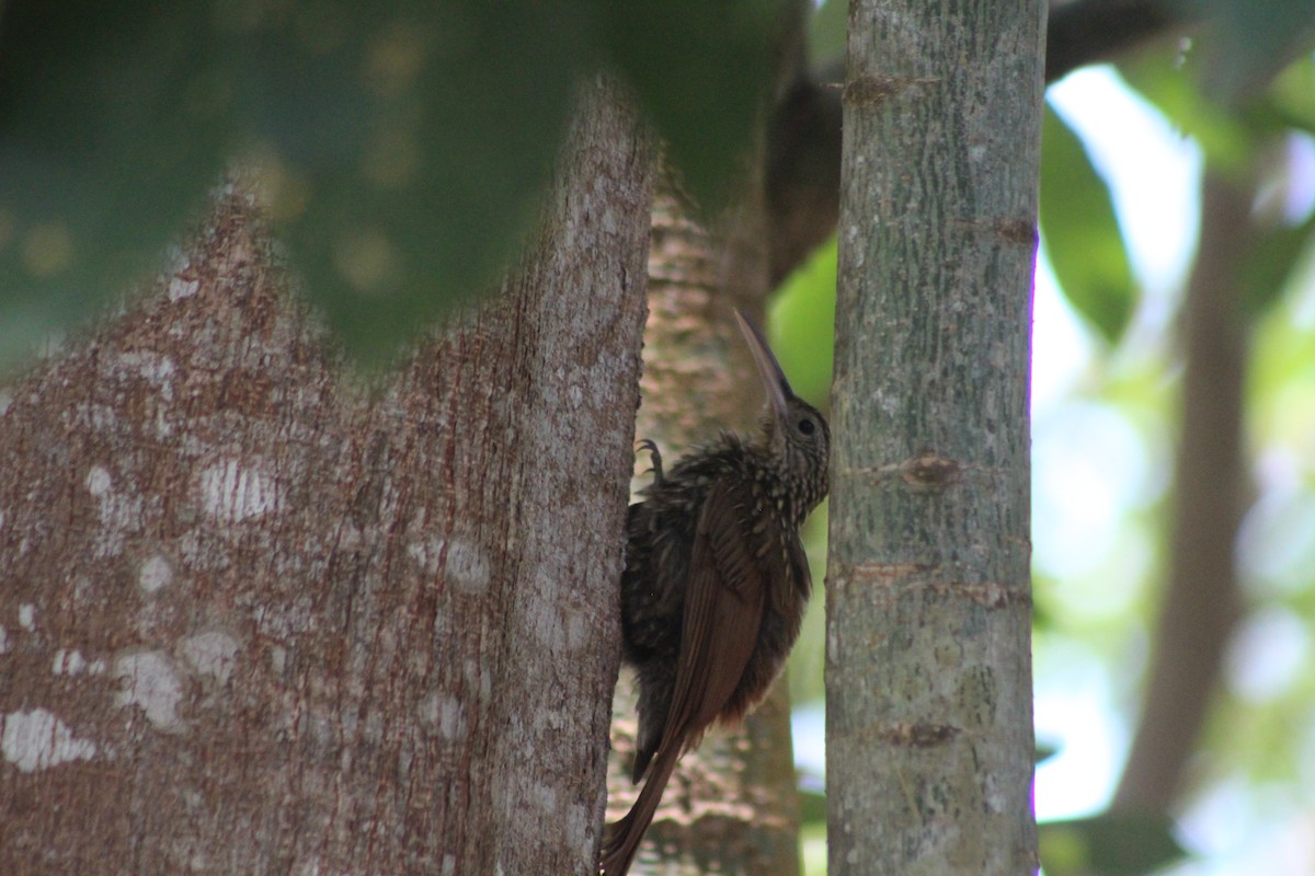 Ivory-billed Woodcreeper - ML165247831