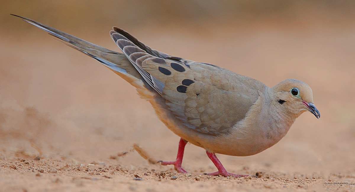 Mourning Dove - ML165248181