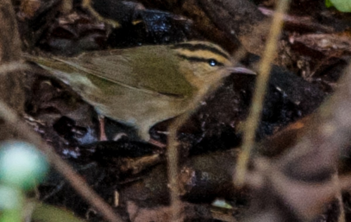 Worm-eating Warbler - ML165250301