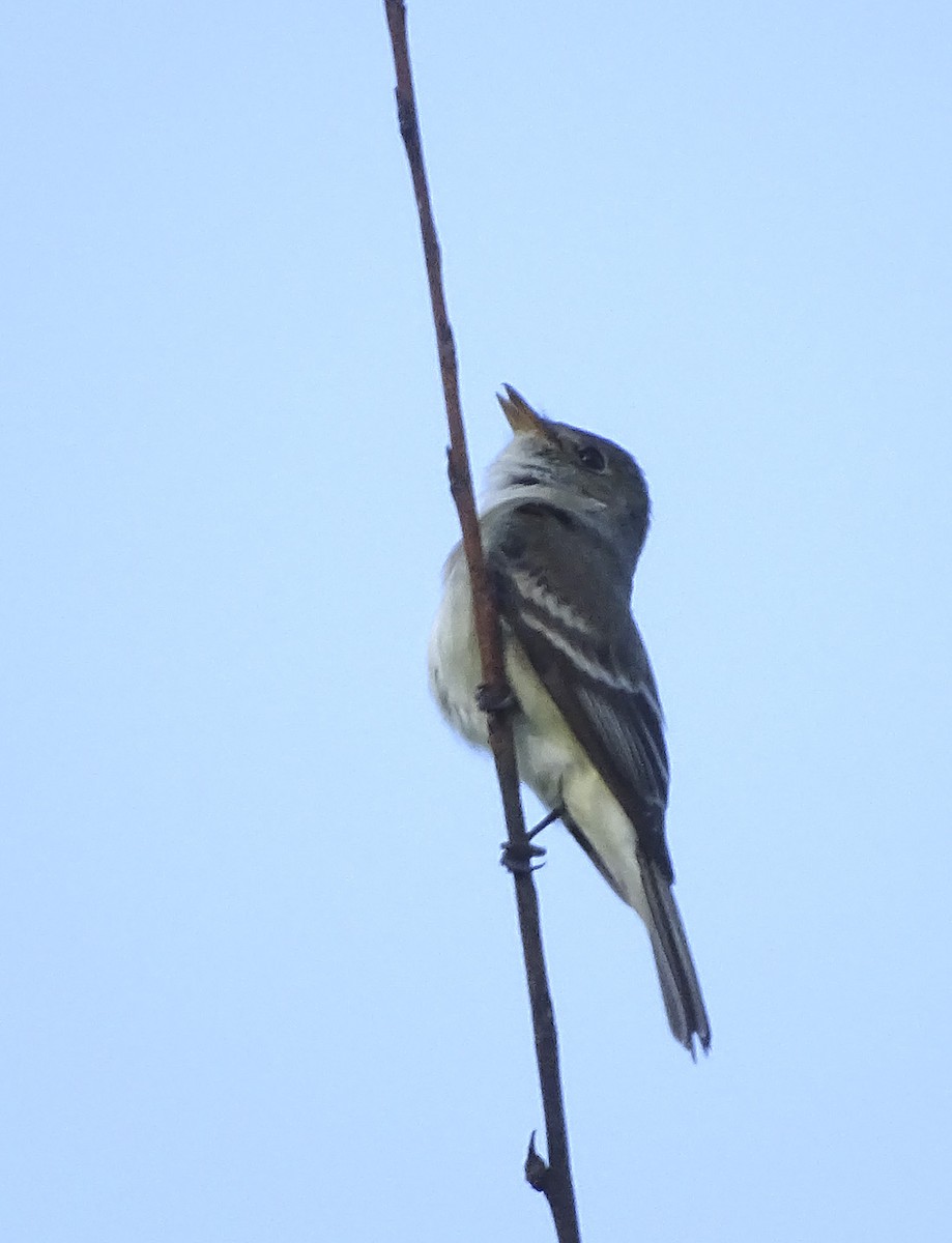 Alder Flycatcher - ML165250431