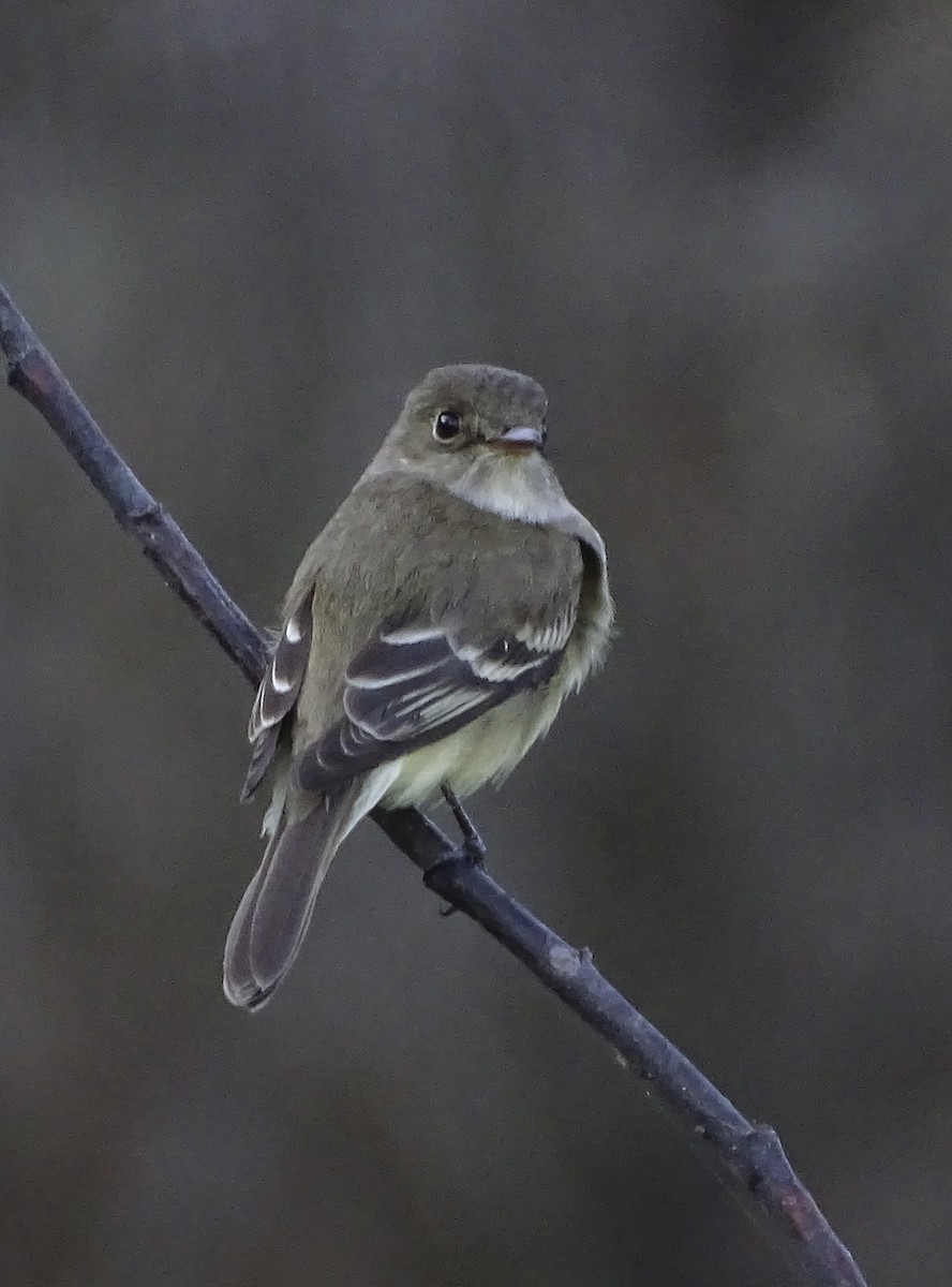 Alder Flycatcher - Nancy Overholtz