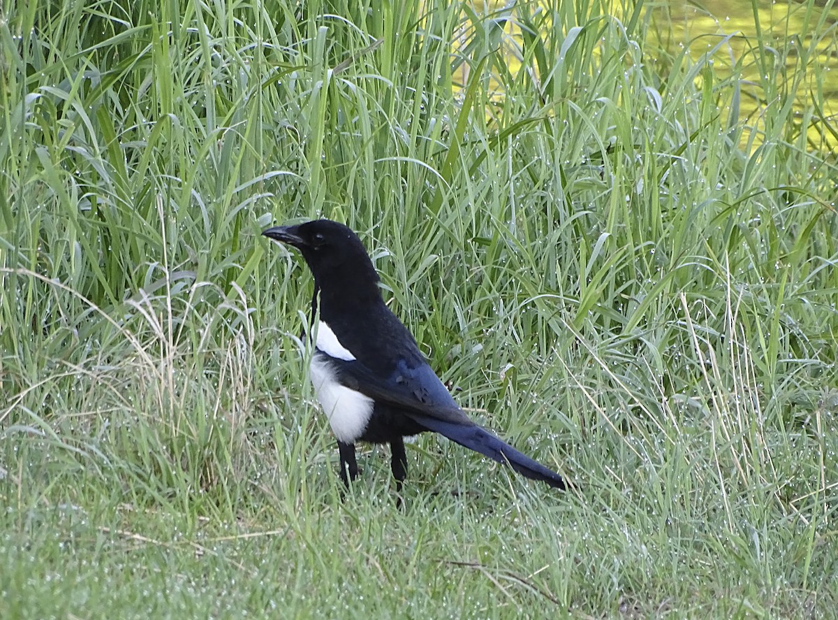 Black-billed Magpie - ML165250461