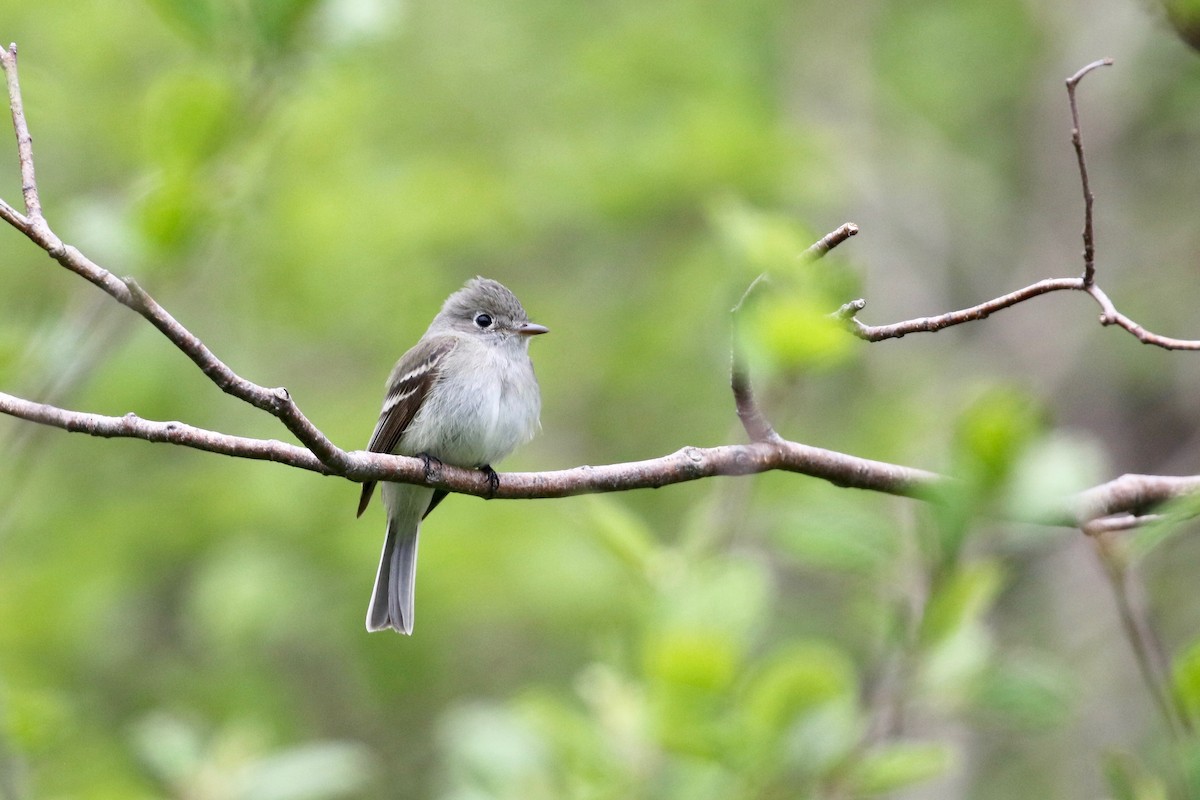 Least Flycatcher - Alvan Buckley