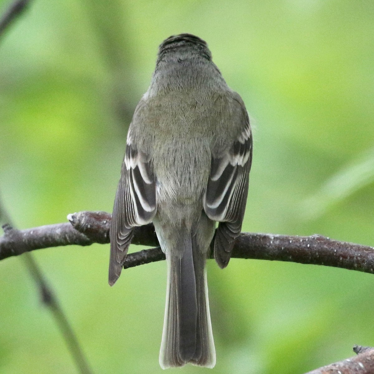 Zwergschnäppertyrann - ML165250781