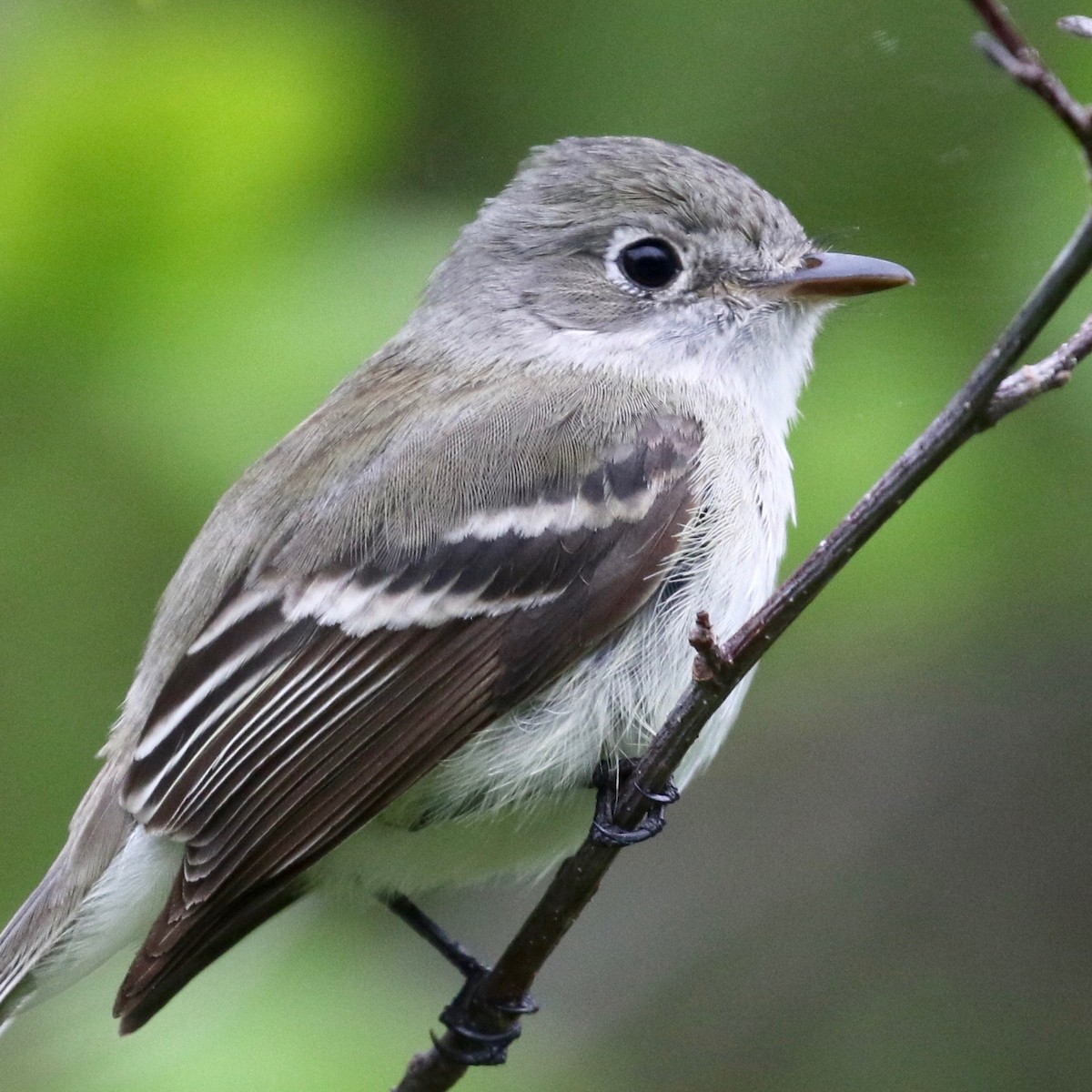 Least Flycatcher - ML165250791