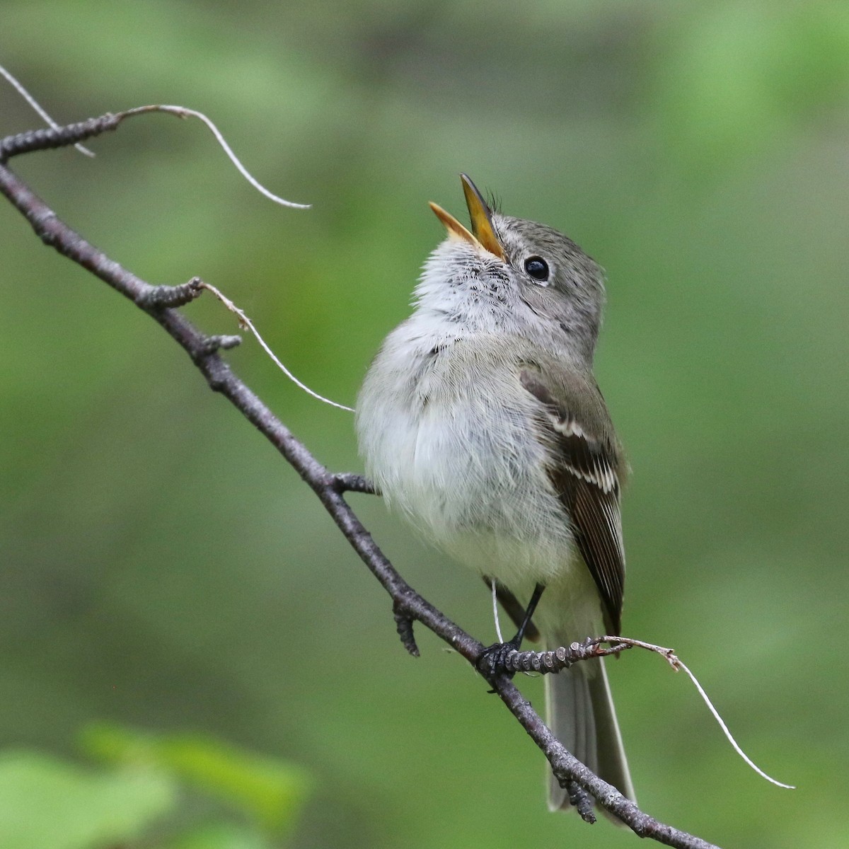 Least Flycatcher - ML165250841