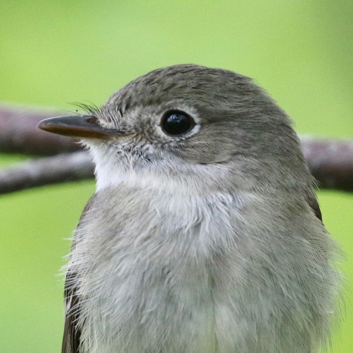 Least Flycatcher - Alvan Buckley